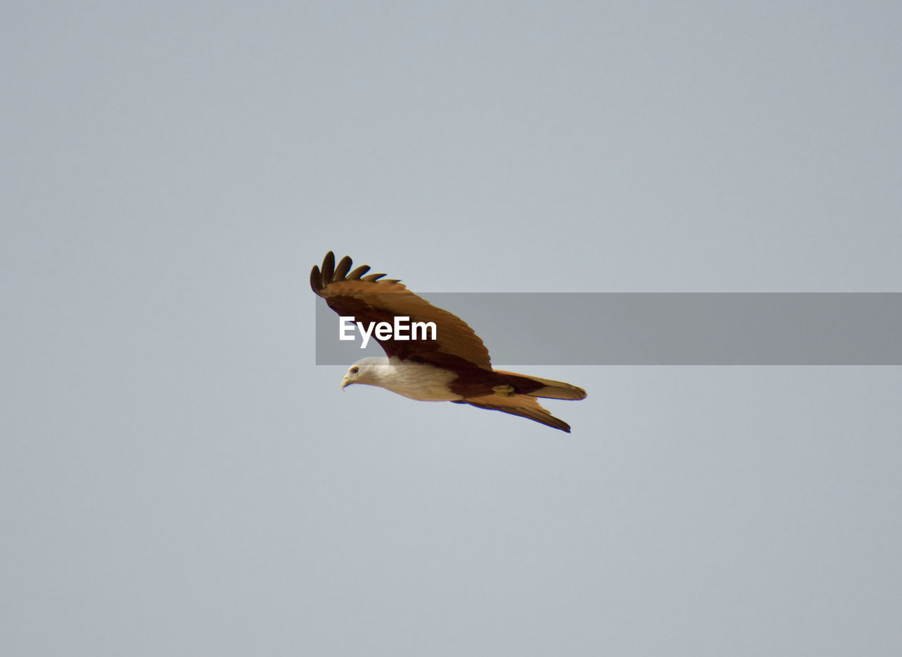 LOW ANGLE VIEW OF HAWK FLYING AGAINST CLEAR SKY