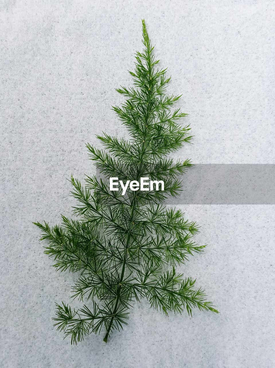 HIGH ANGLE VIEW OF PINE TREE
