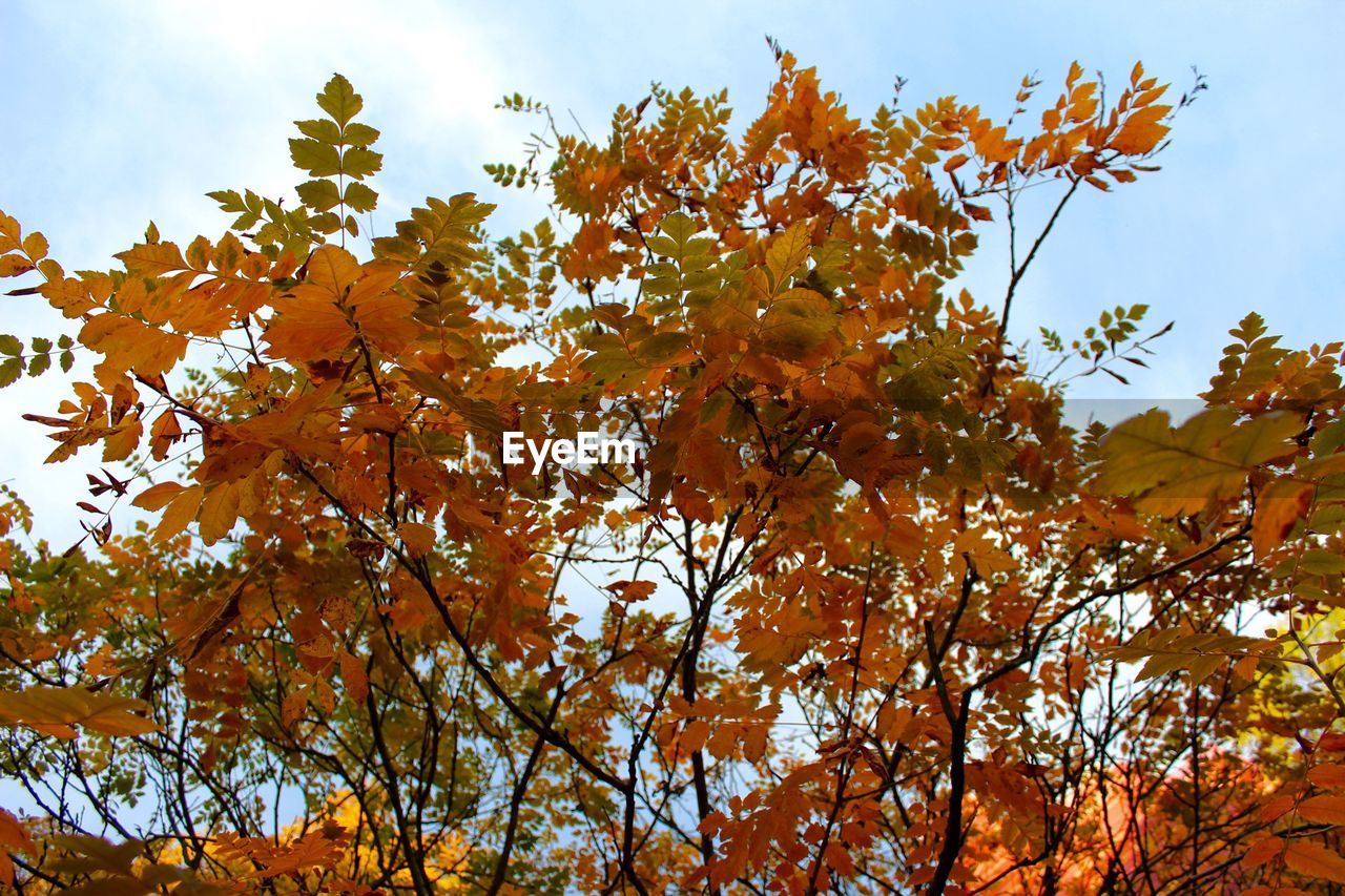 CLOSE-UP LOW ANGLE VIEW OF TREES AGAINST SKY