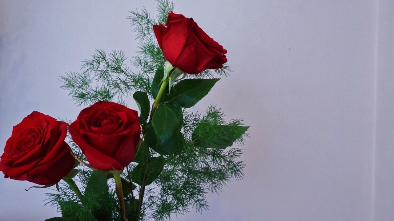 CLOSE-UP OF RED ROSE AGAINST CLEAR SKY