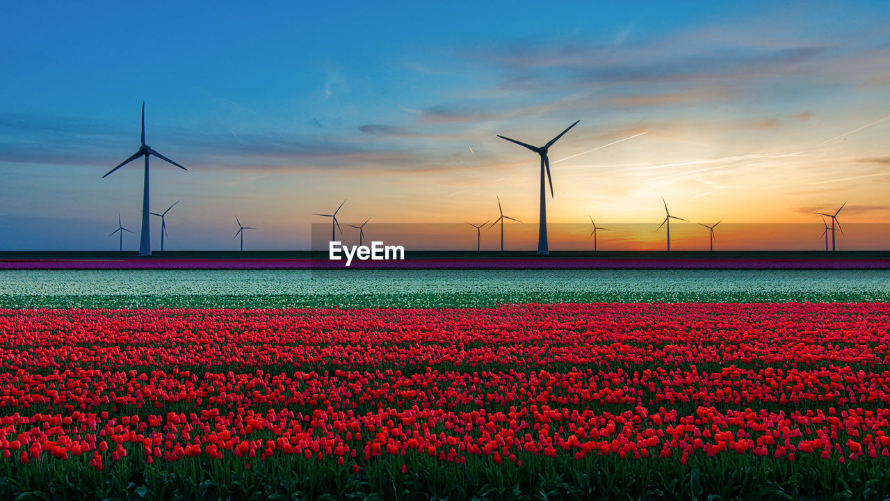 Scenic view of field against sky during sunset