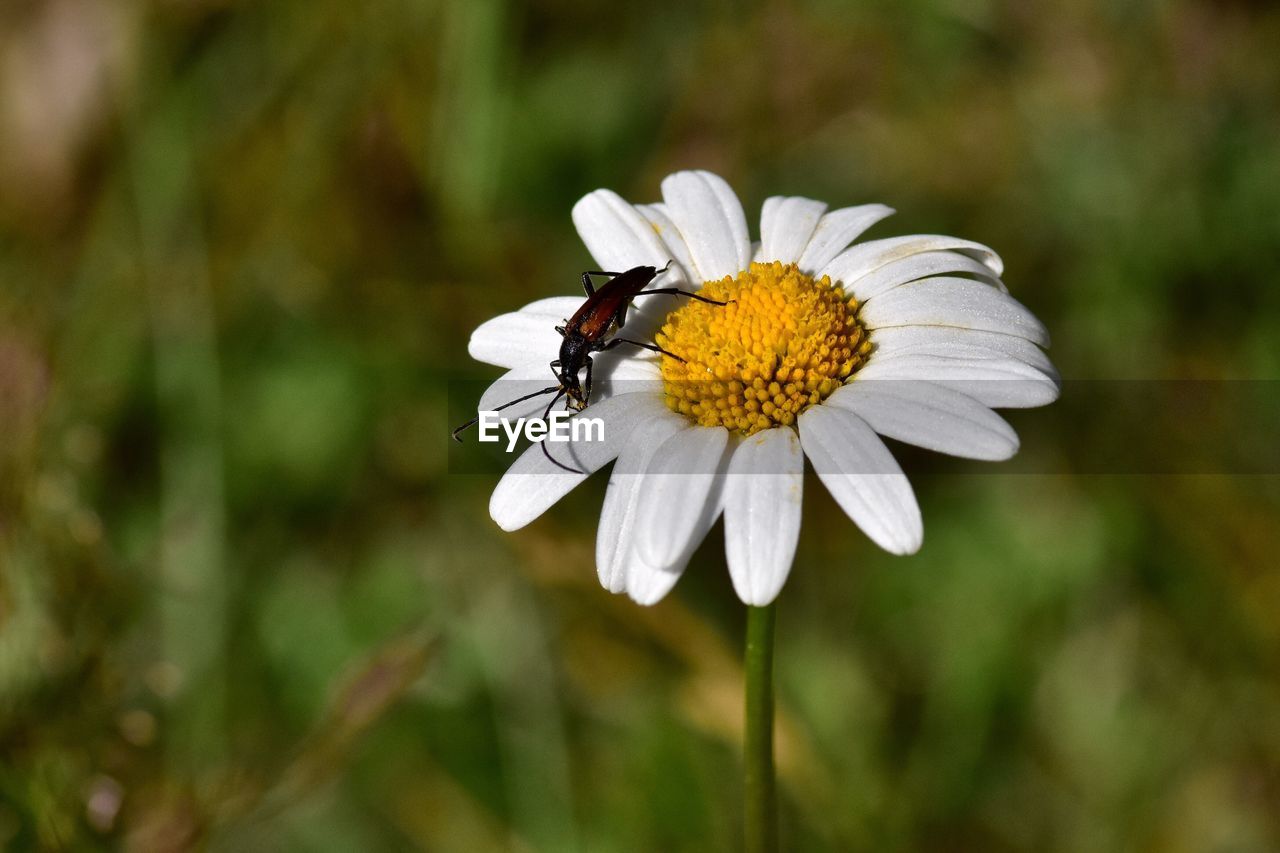 Insect on white flower