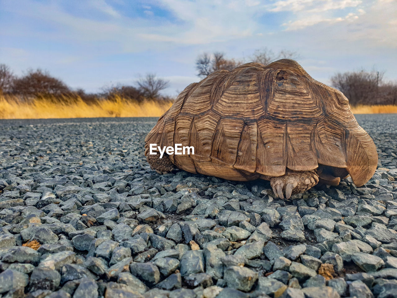 Close-up of a turtle on the ground