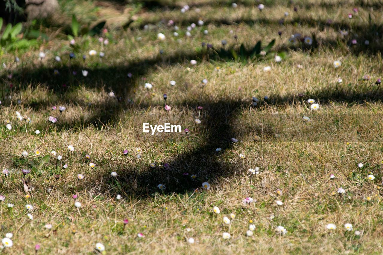 View of flowering plants on field