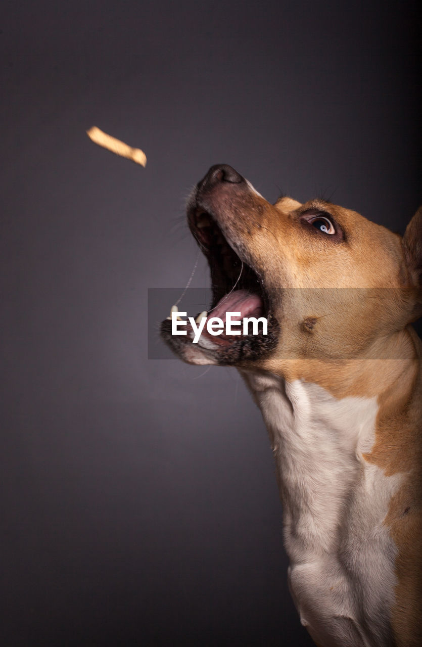 CLOSE-UP OF DOG AGAINST BLACK BACKGROUND