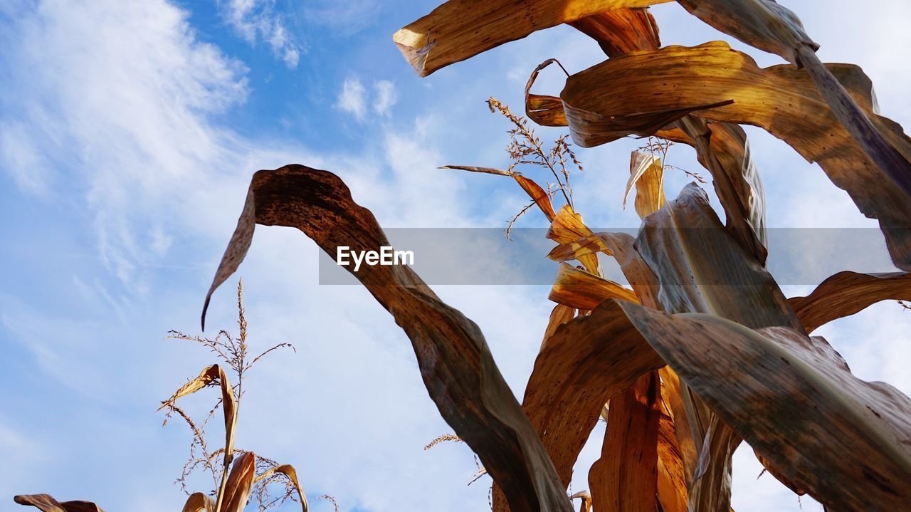 LOW ANGLE VIEW OF DRIED TREE AGAINST SKY