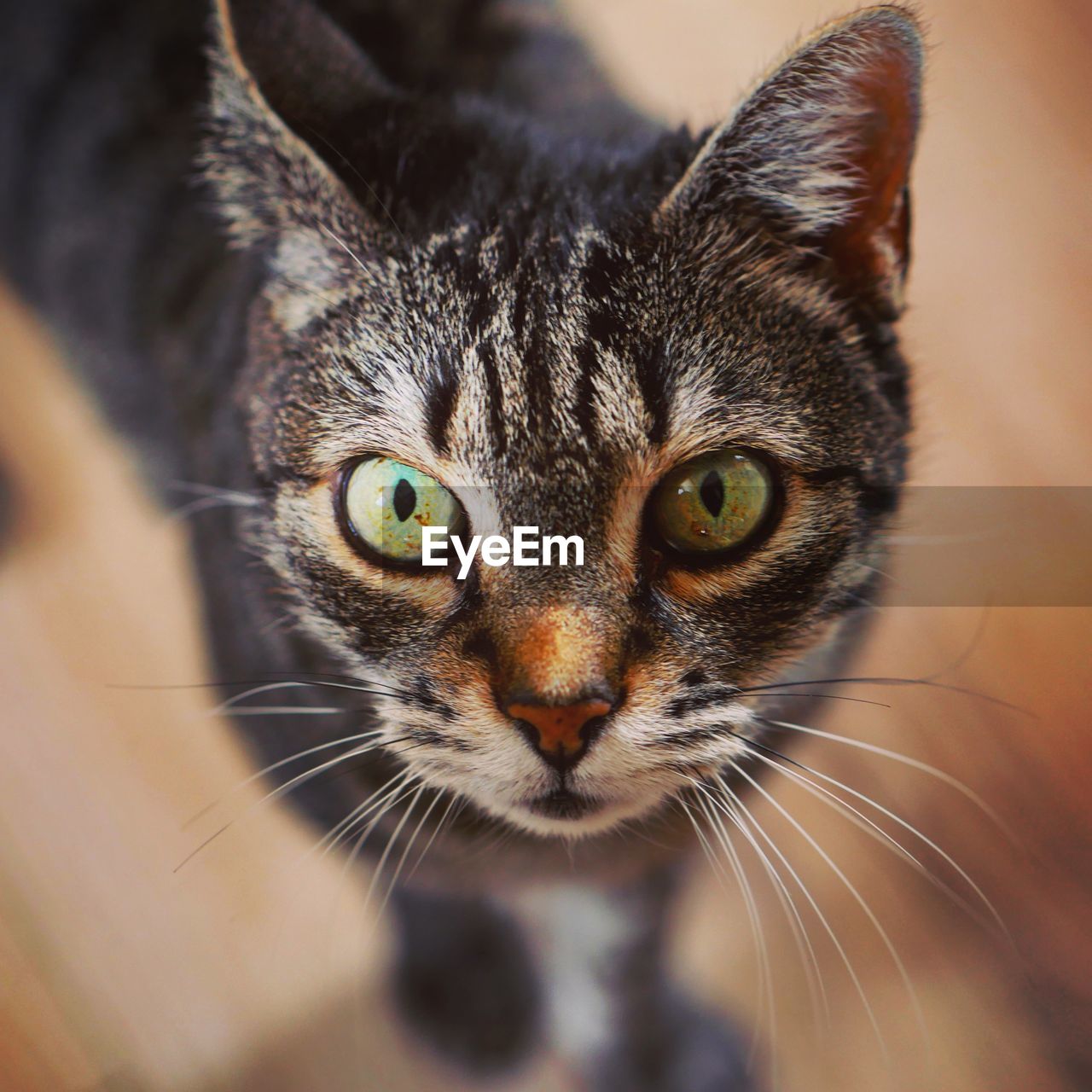 Close-up portrait of a cat