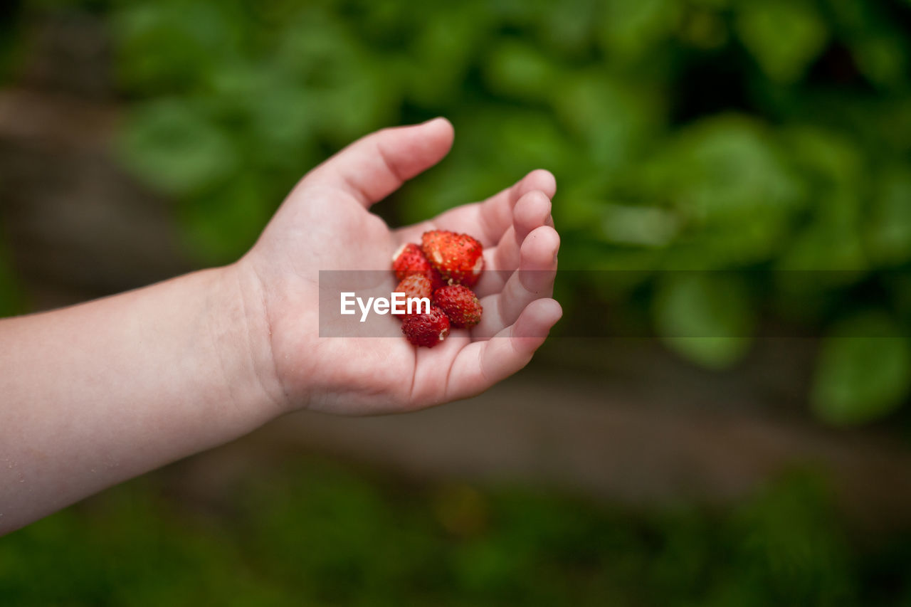 CROPPED IMAGE OF HAND HOLDING RED BERRIES