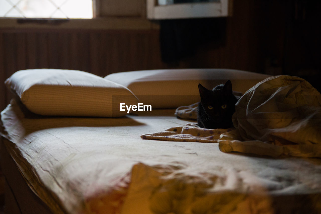 Cat relaxing on bed at home