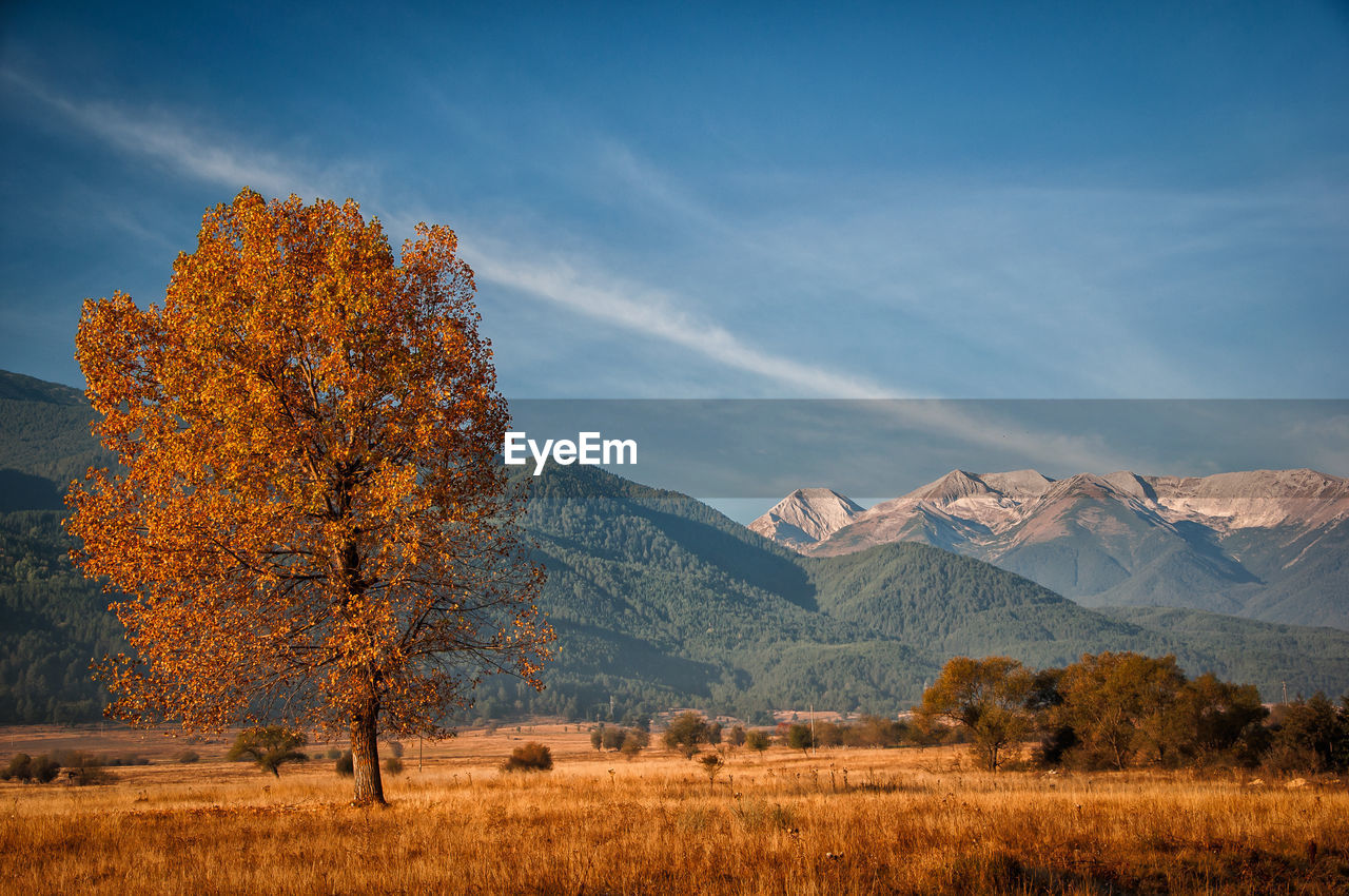 Scenic view of field against sky during autumn