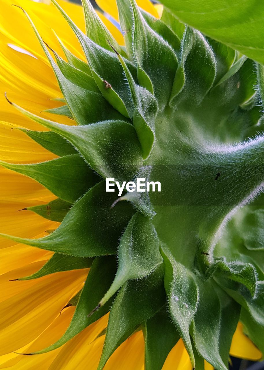 Full frame shot of succulent plant