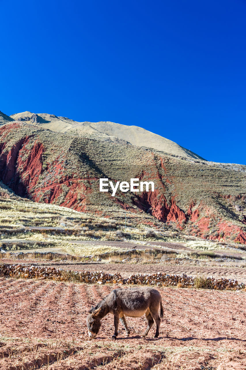 Donkey on field against mountain