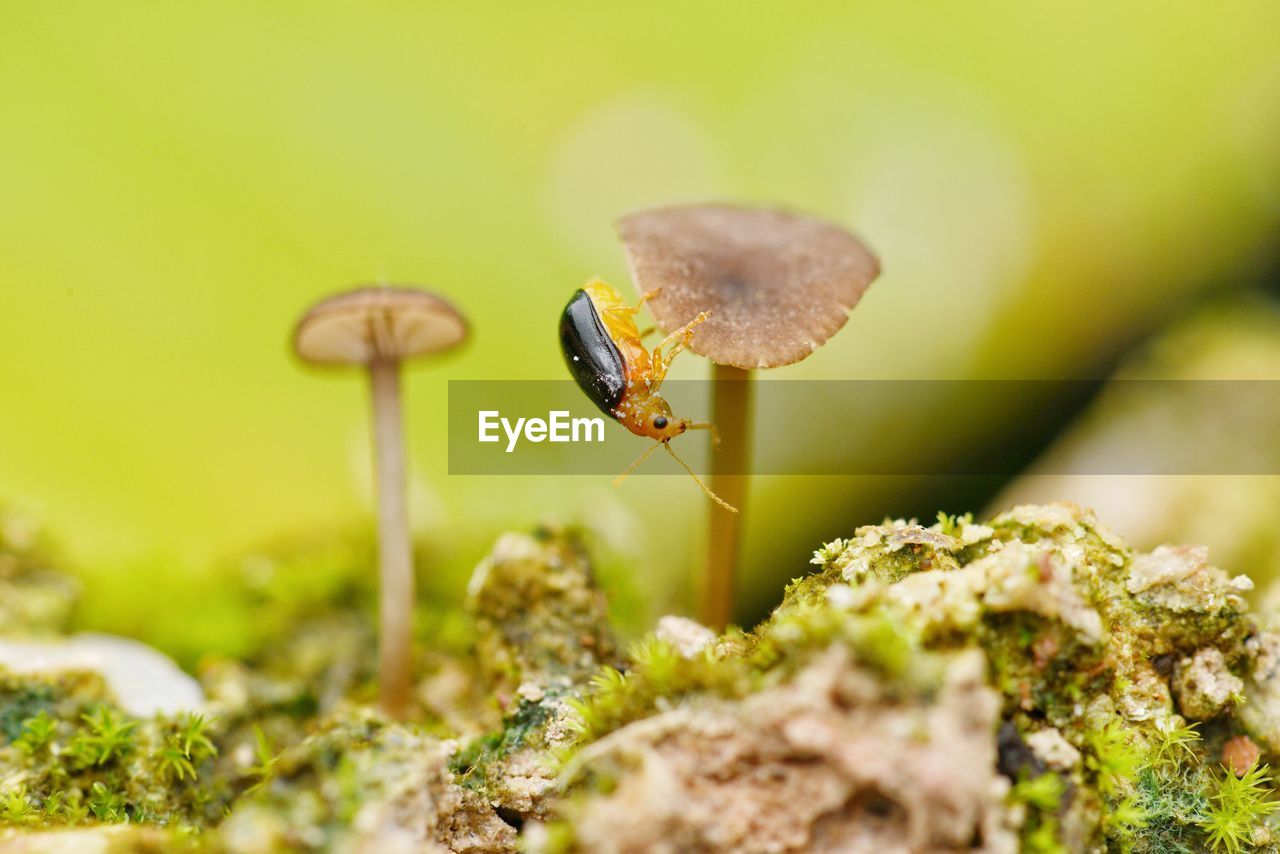 CLOSE-UP OF INSECT ON PLANTS