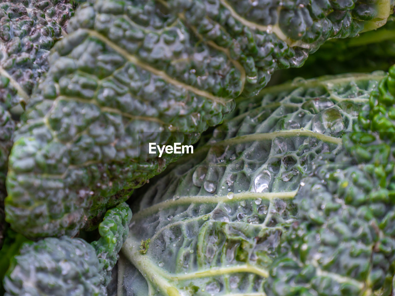 FULL FRAME SHOT OF GREEN LEAVES