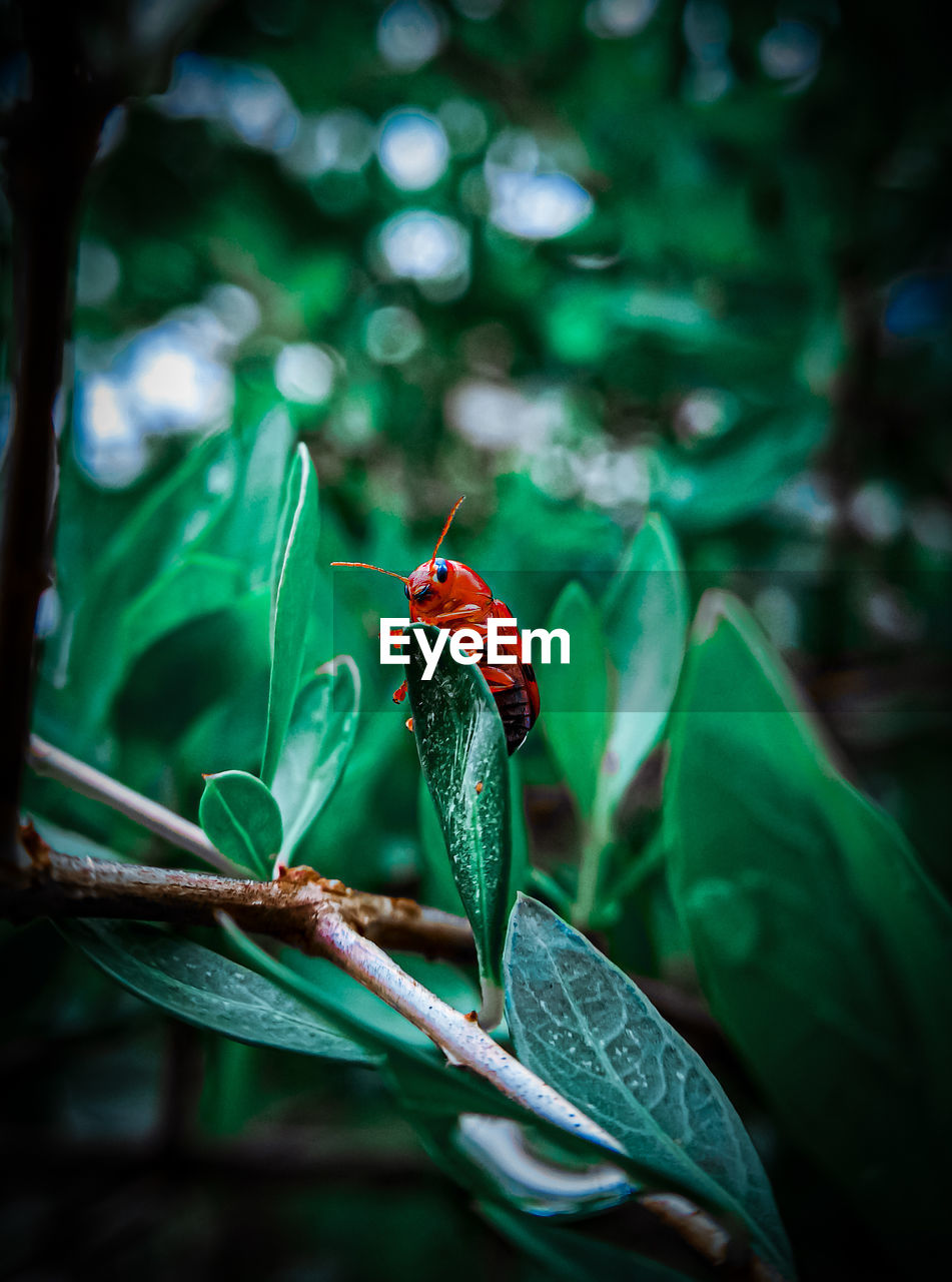 CLOSE-UP OF LADYBUG ON LEAF