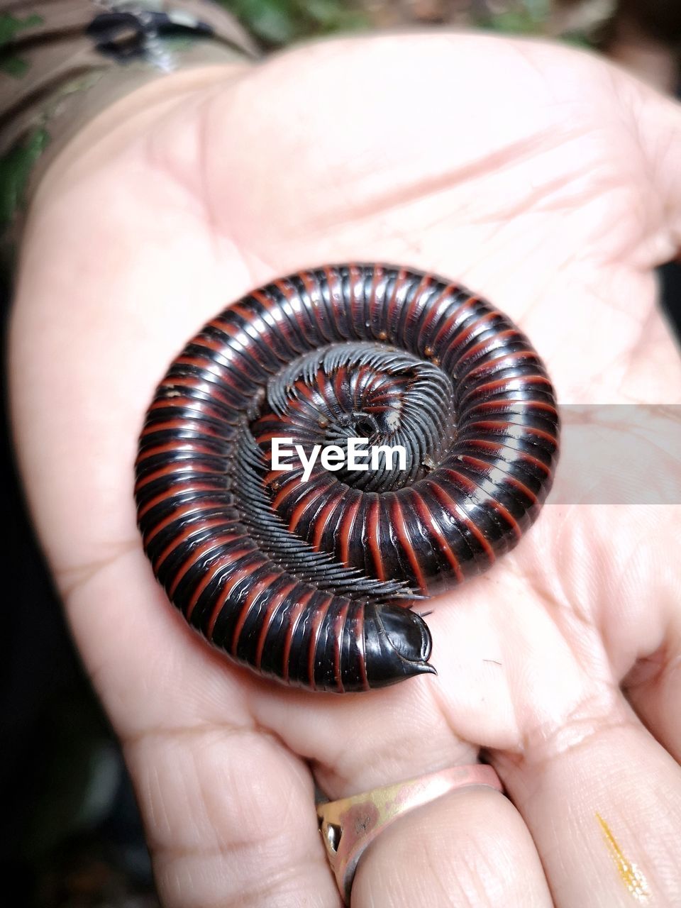 CLOSE-UP OF HAND HOLDING SPIRAL