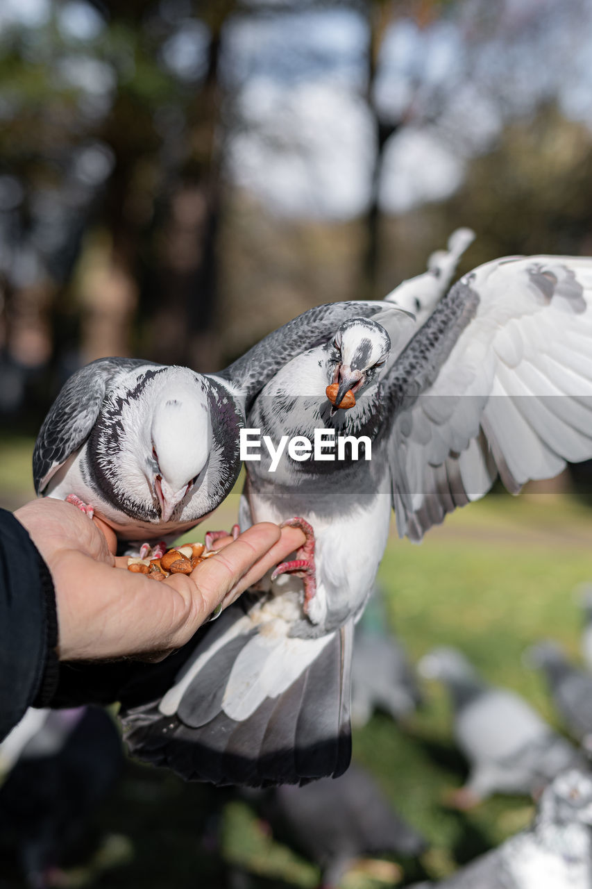 bird, animal, animal themes, hand, animal wildlife, one person, wildlife, day, nature, focus on foreground, adult, holding, outdoors, animal body part, one animal, flying, spring, men