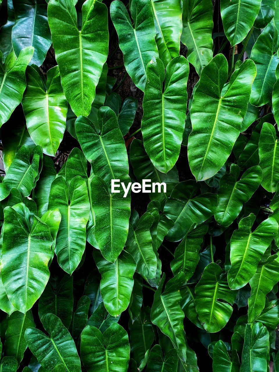 HIGH ANGLE VIEW OF LEAVES