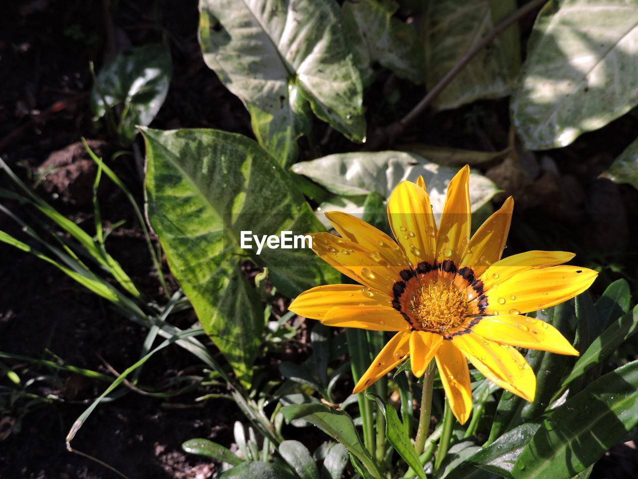 CLOSE-UP OF YELLOW FLOWER AND PLANTS