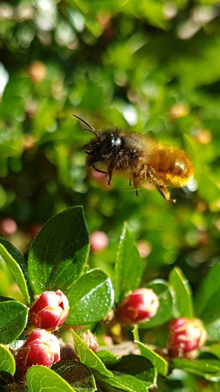 CLOSE-UP OF HONEY BEE ON RED LEAF