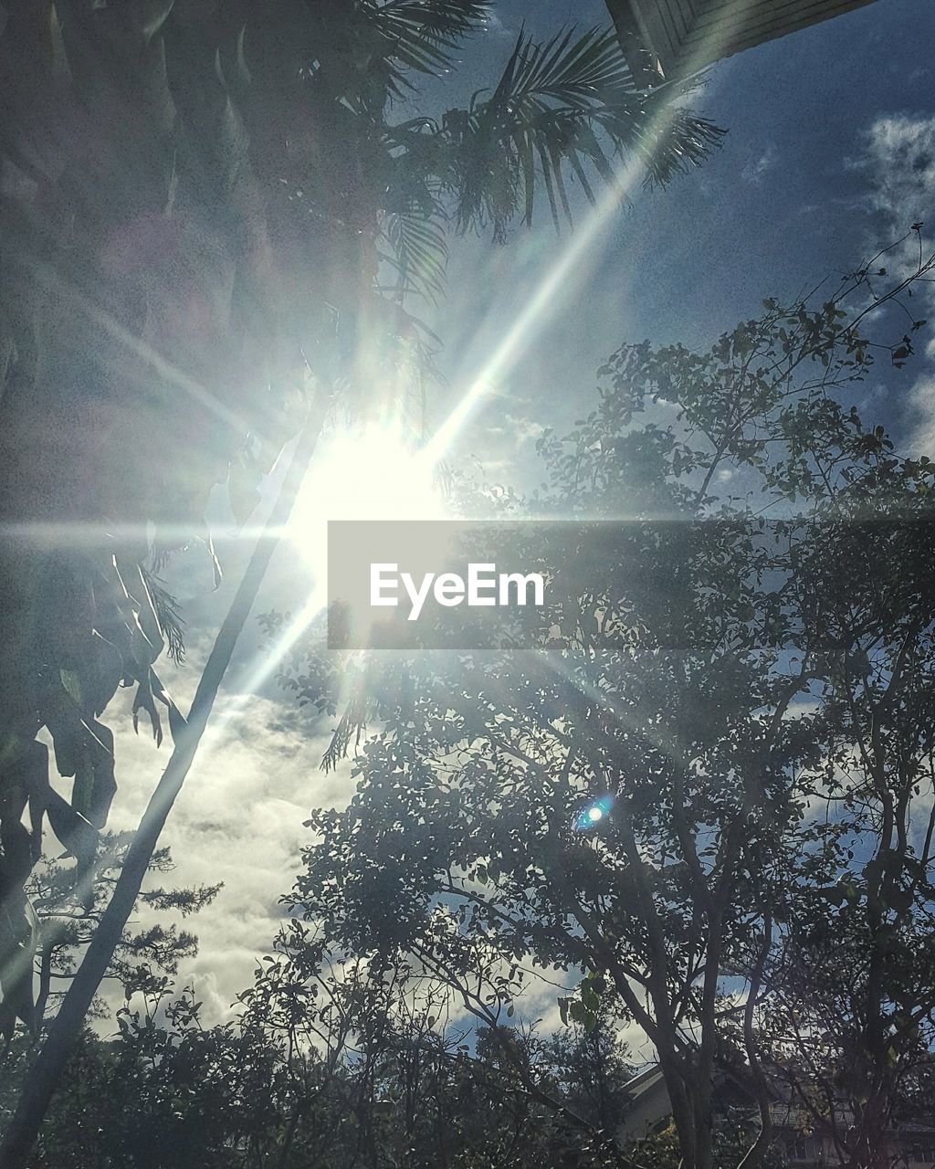 CLOSE-UP LOW ANGLE VIEW OF TREES AGAINST SUNLIGHT