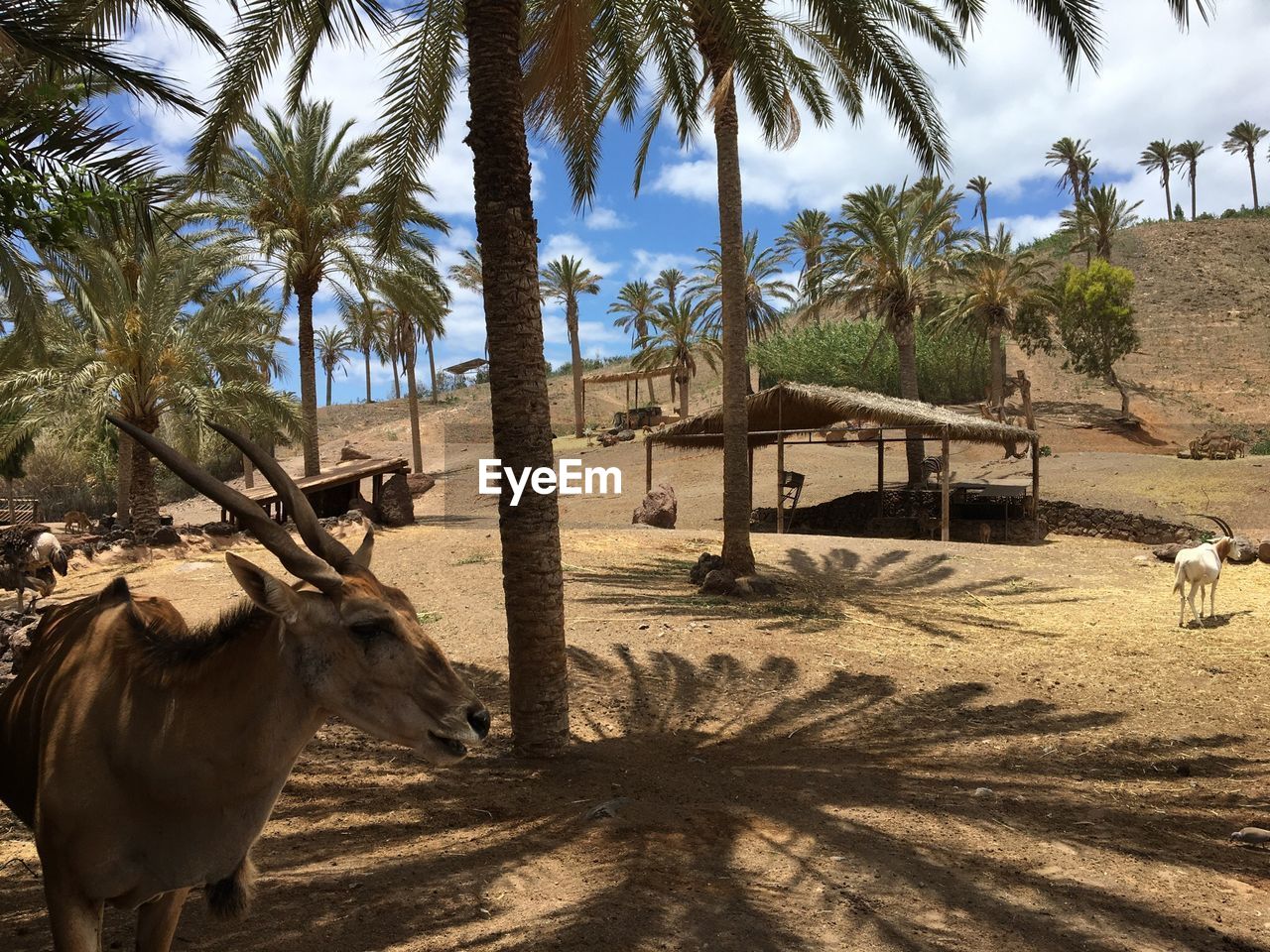 View of an animal on palm trees