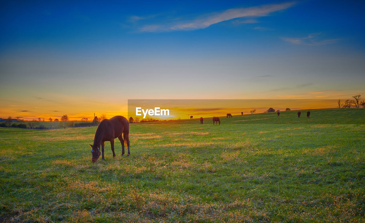 Thoroughbred horses grazing with the setting sun.