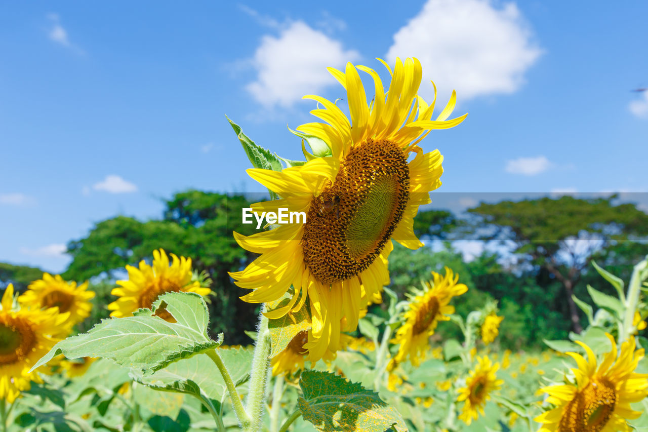 Close-up of yellow flowering plant against sky