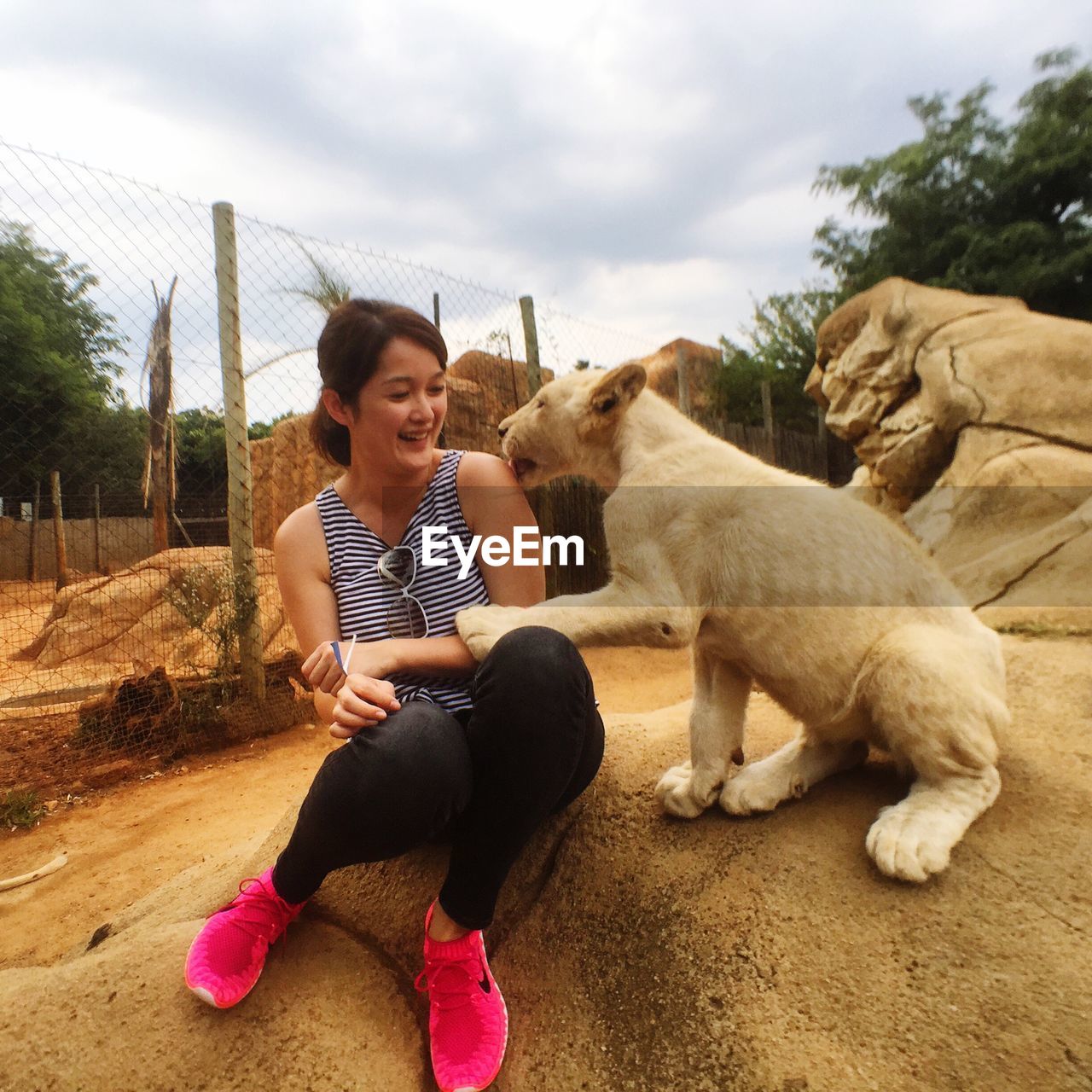 Lion cub licking young woman at zoo