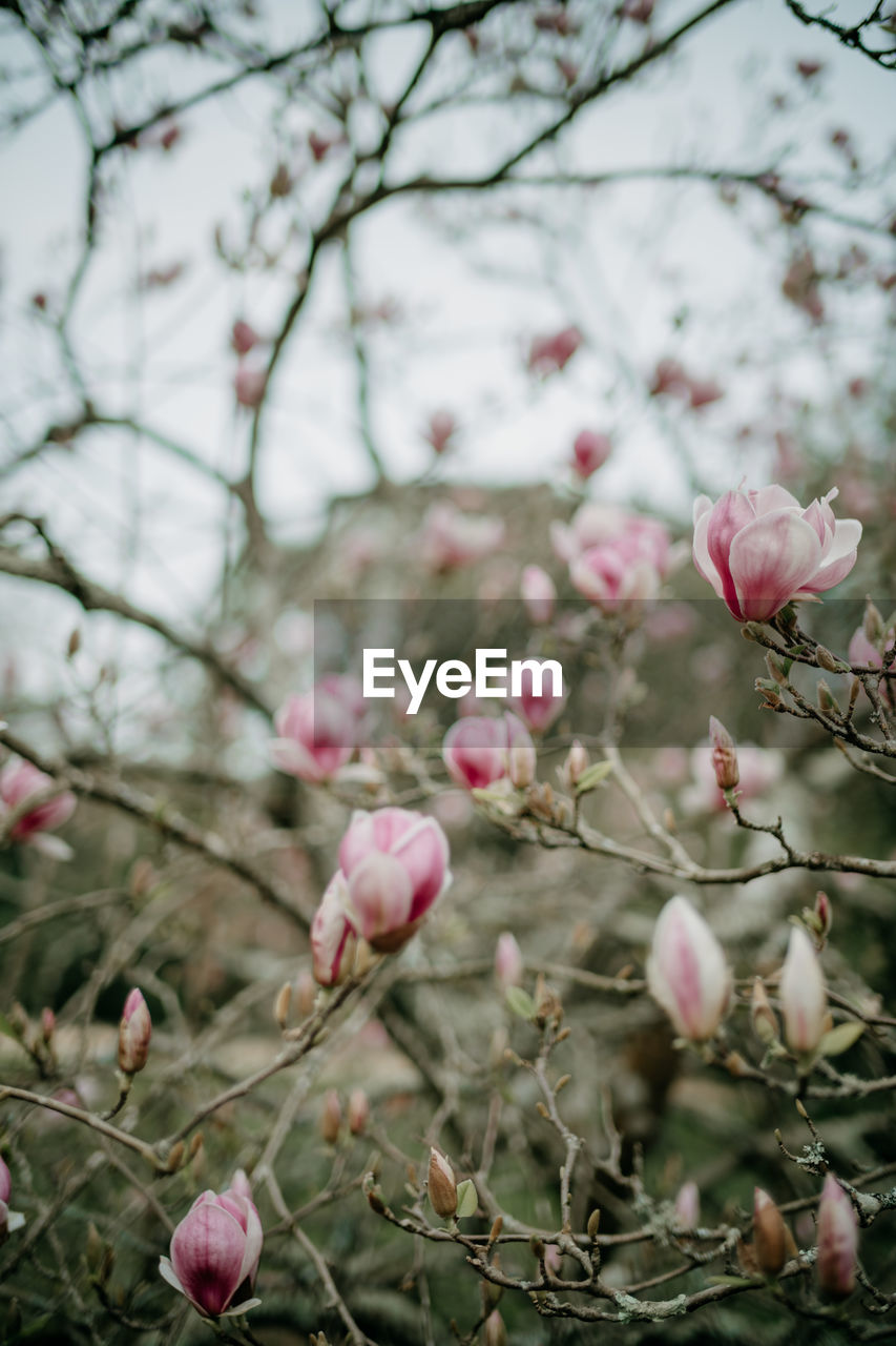 low angle view of pink cherry blossom