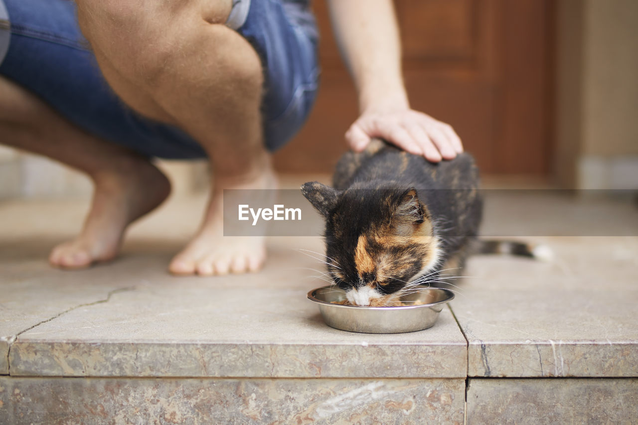 Man stroking tabby cat while she eating from bowl. pet owner giving feeding for cat.