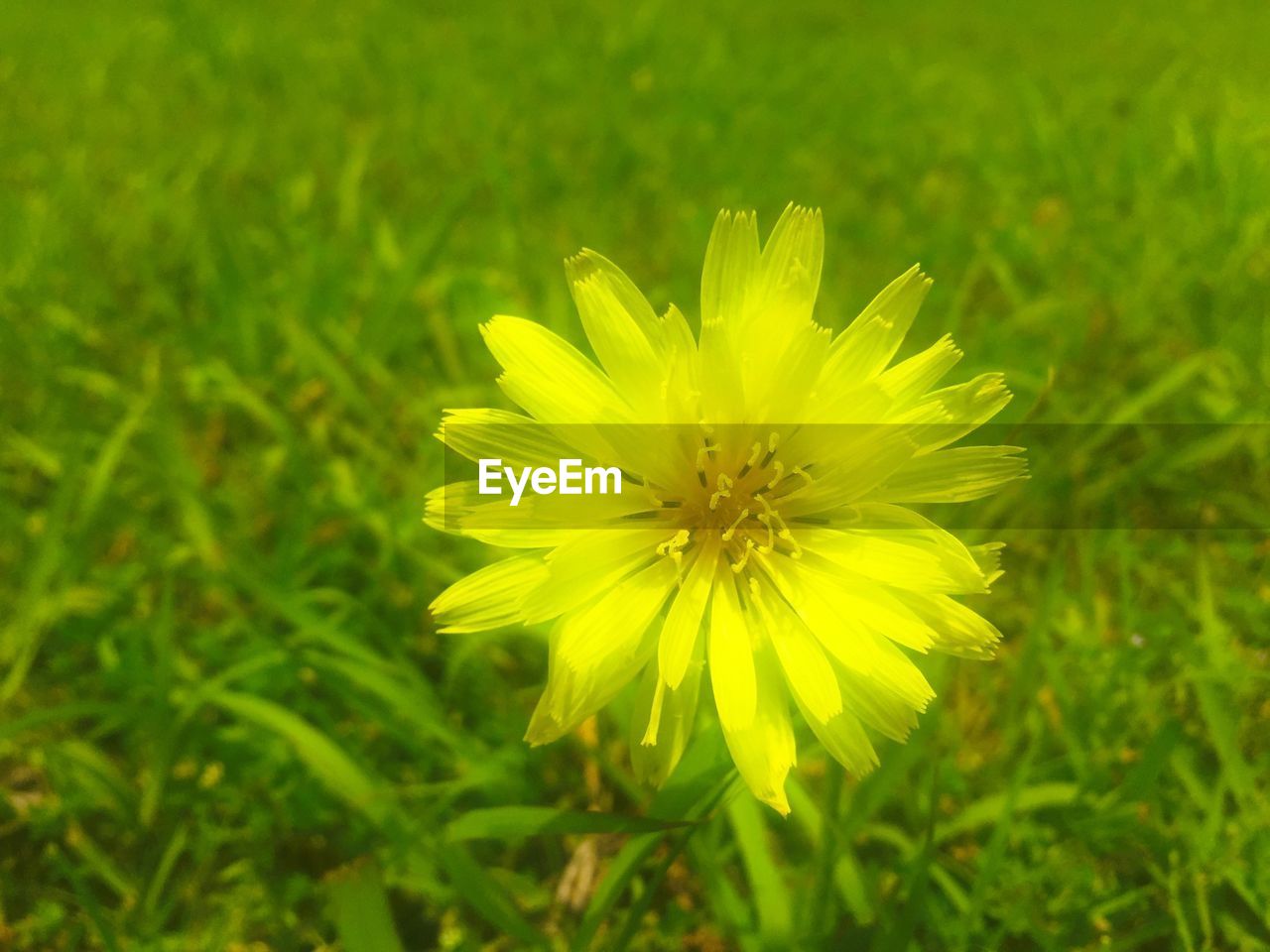 Close-up of yellow flower blooming on grassy field