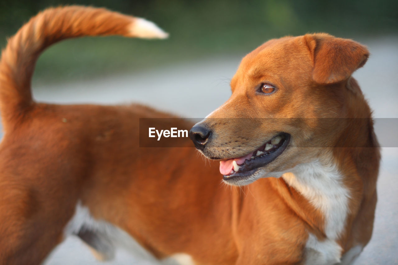 CLOSE-UP OF DOG