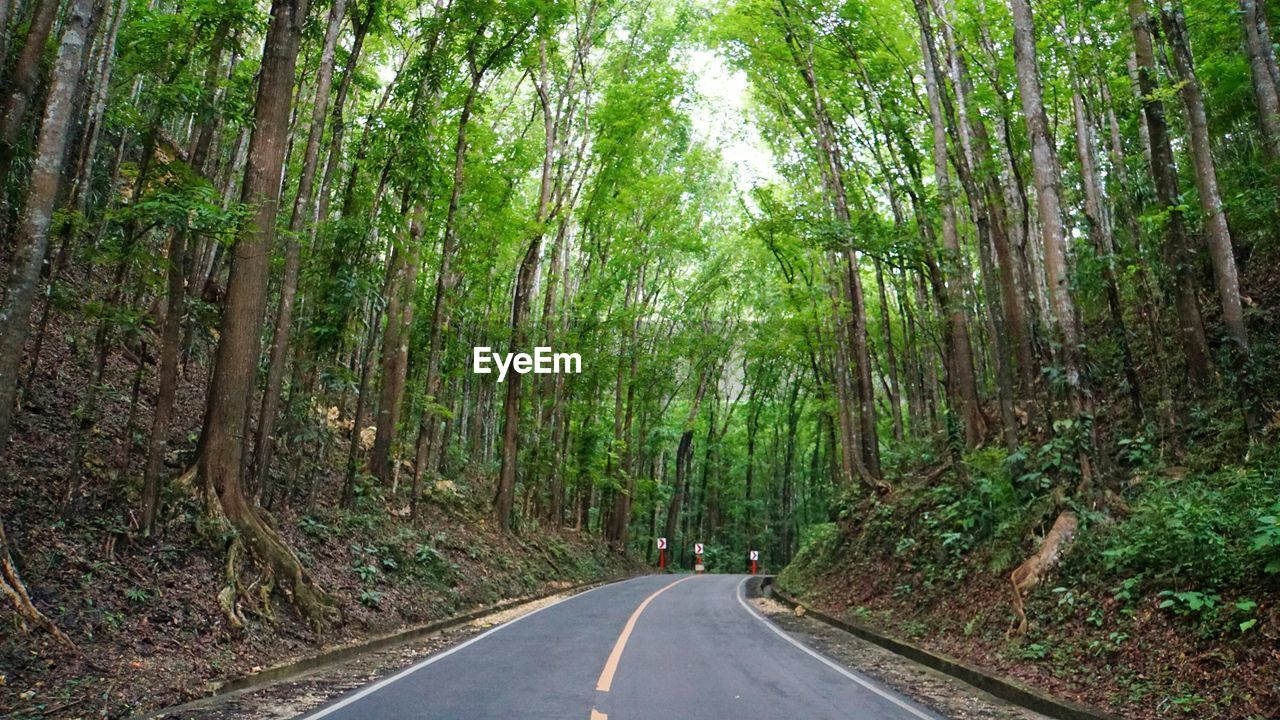 Road amidst trees in forest