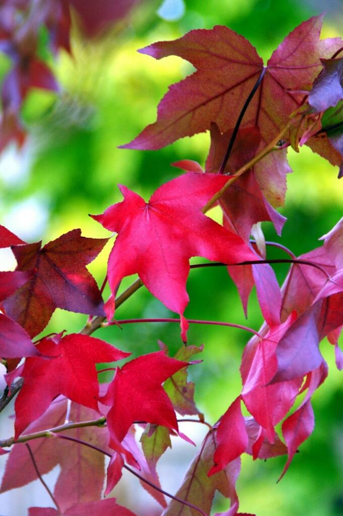 CLOSE-UP OF LEAVES ON TREE BRANCH