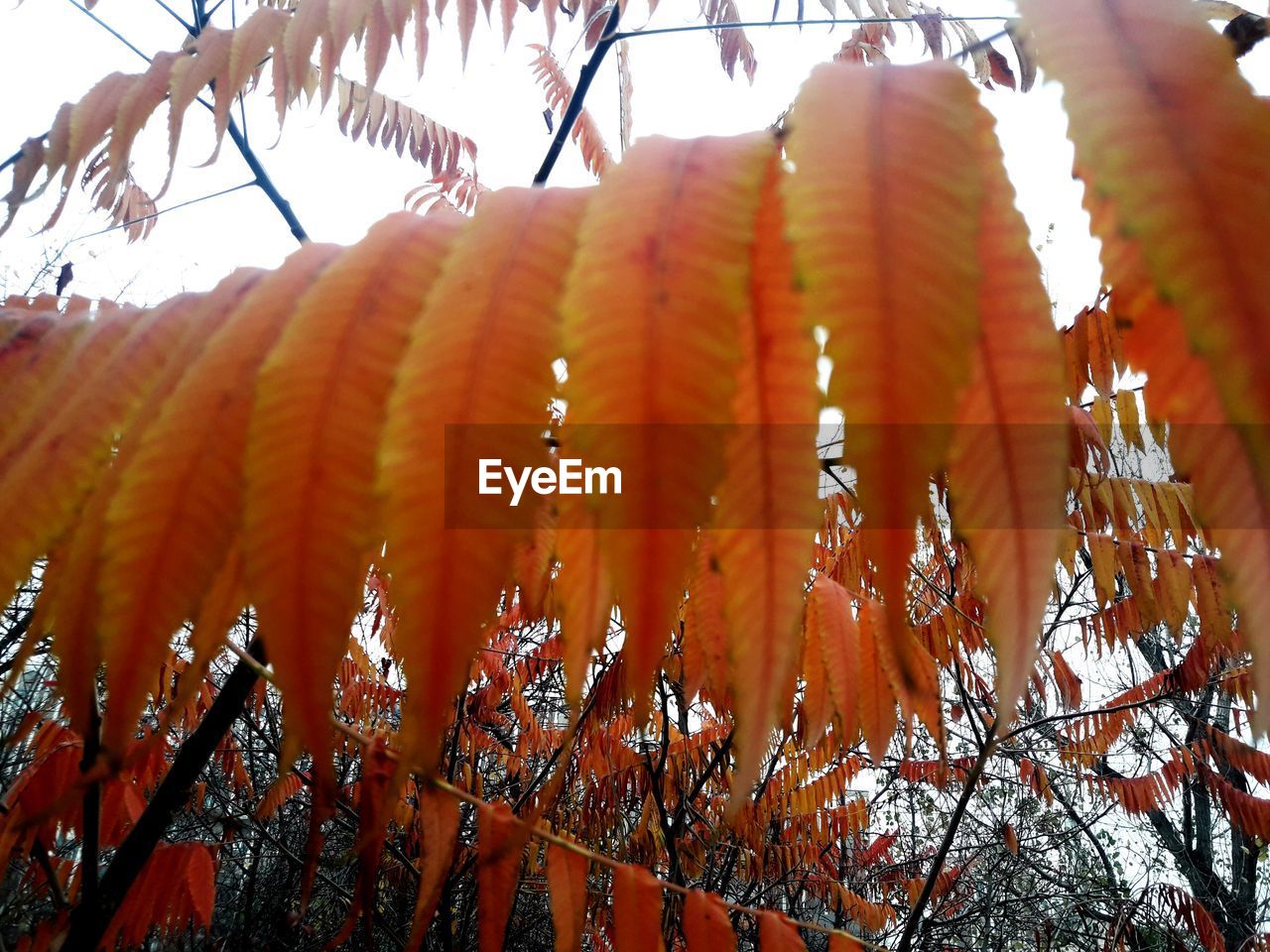 CLOSE-UP OF FRESH PLANTS AGAINST TREES