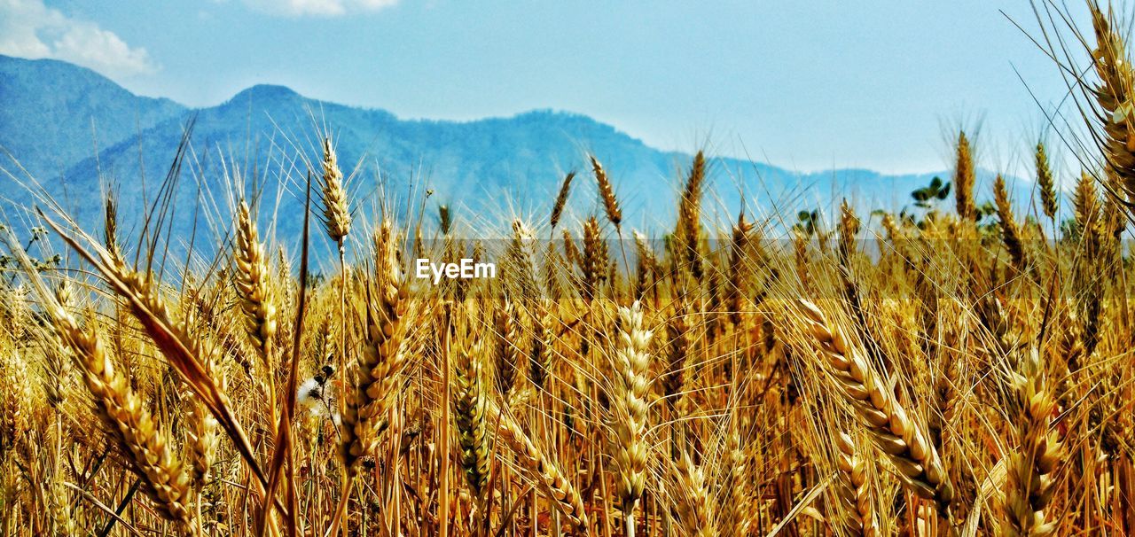 Close-up of wheat field against sky