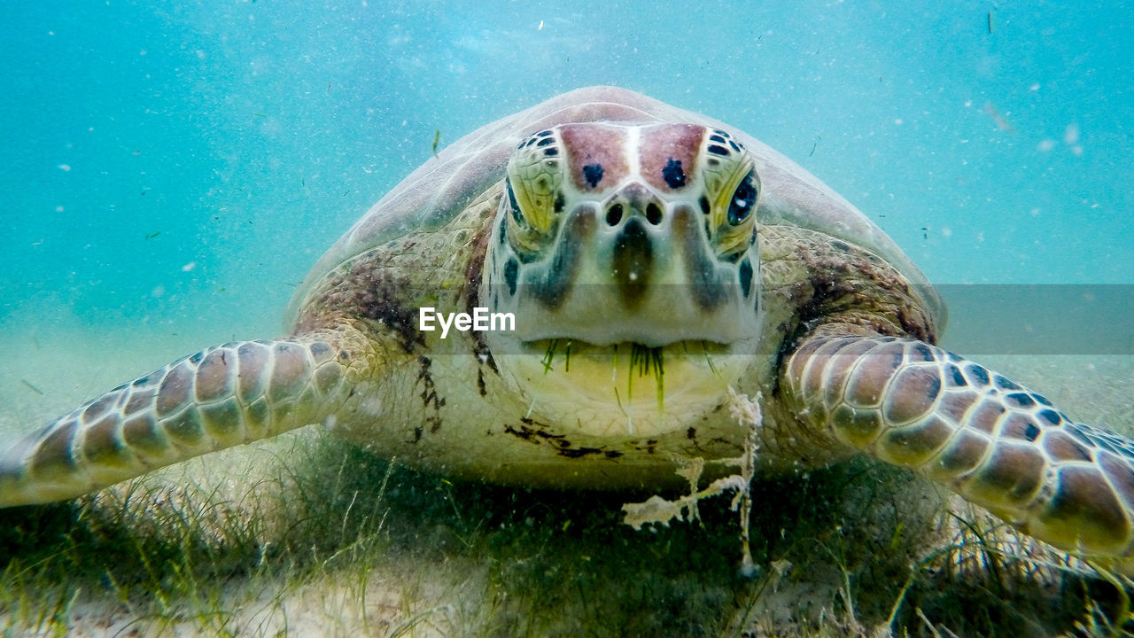 Extreme close-up of sea turtle eating grass underwater