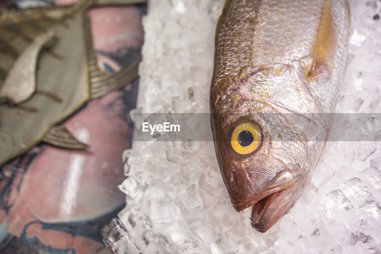 HIGH ANGLE VIEW OF FISH FOR SALE AT MARKET