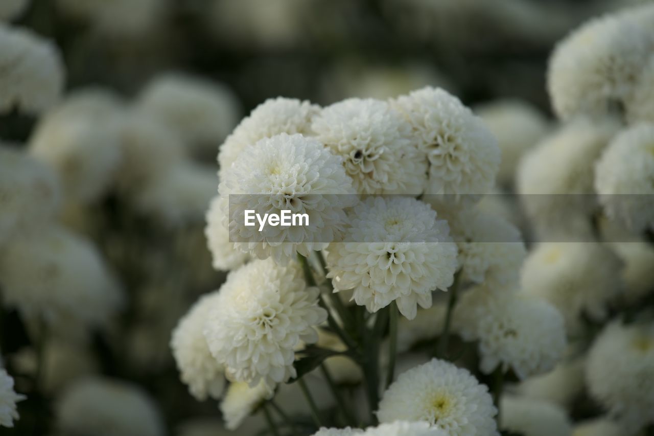 plant, flower, flowering plant, white, freshness, nature, close-up, beauty in nature, no people, vegetable, frost, blossom, food and drink, food, focus on foreground, growth, outdoors, day, macro photography, fragility, winter, chrysanths, flower head