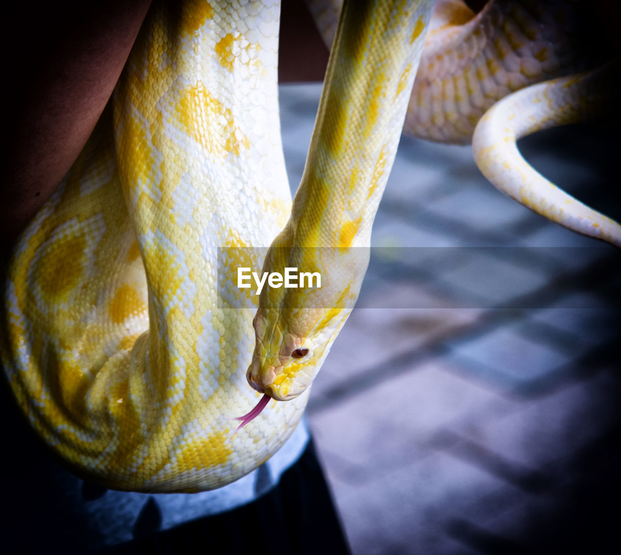 CLOSE UP VIEW OF YELLOW SNAKE