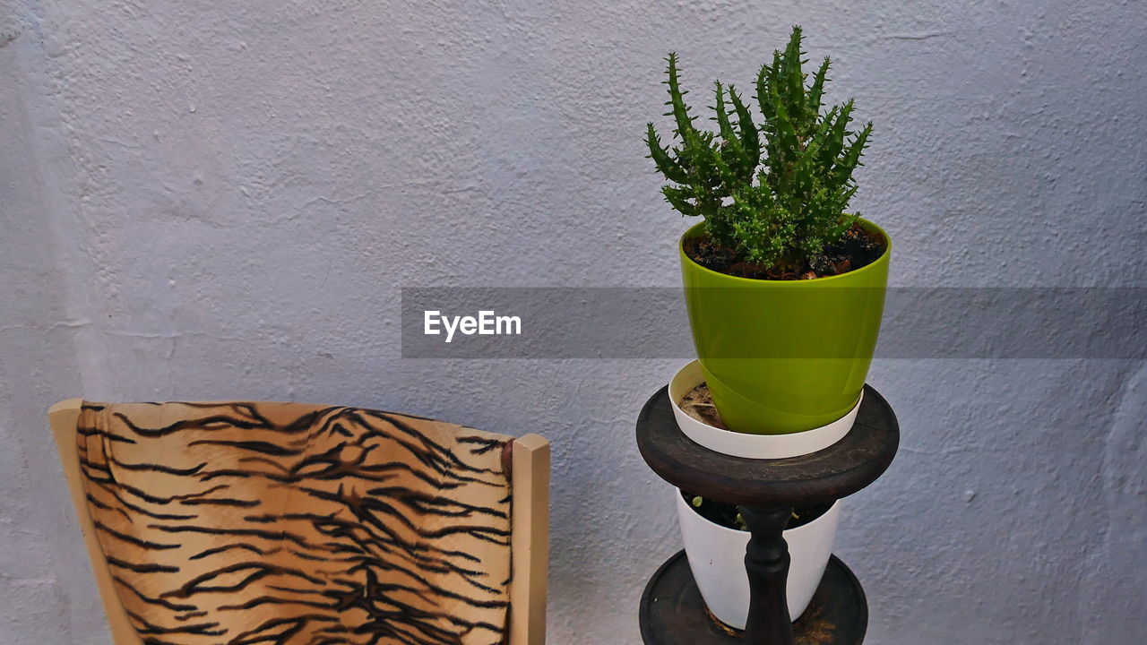 CLOSE-UP OF POTTED PLANT ON WALL