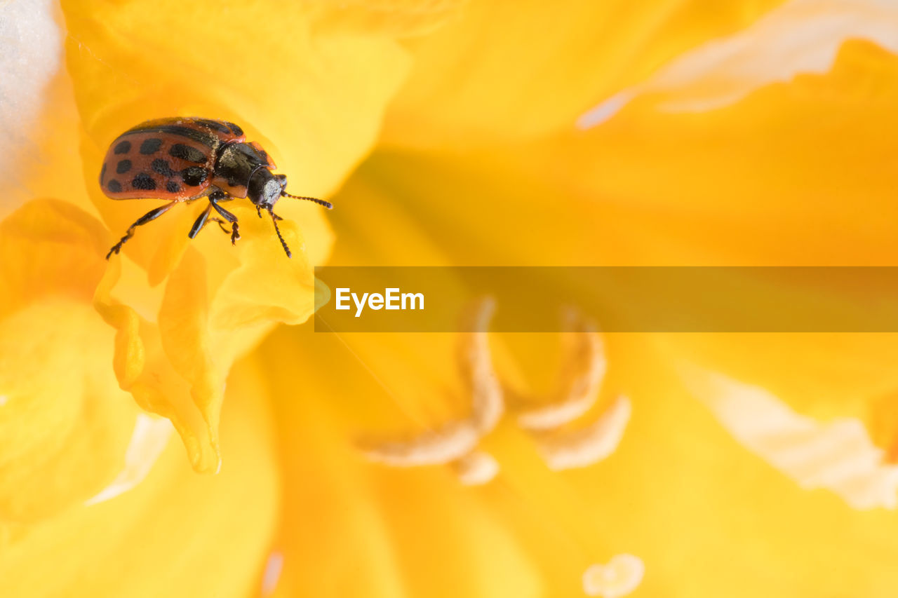 CLOSE-UP OF INSECT POLLINATING FLOWER