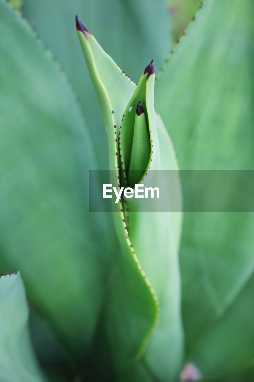 Close-up of succulent plant