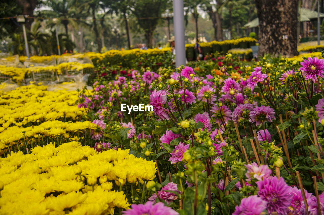 PINK FLOWERS IN GARDEN