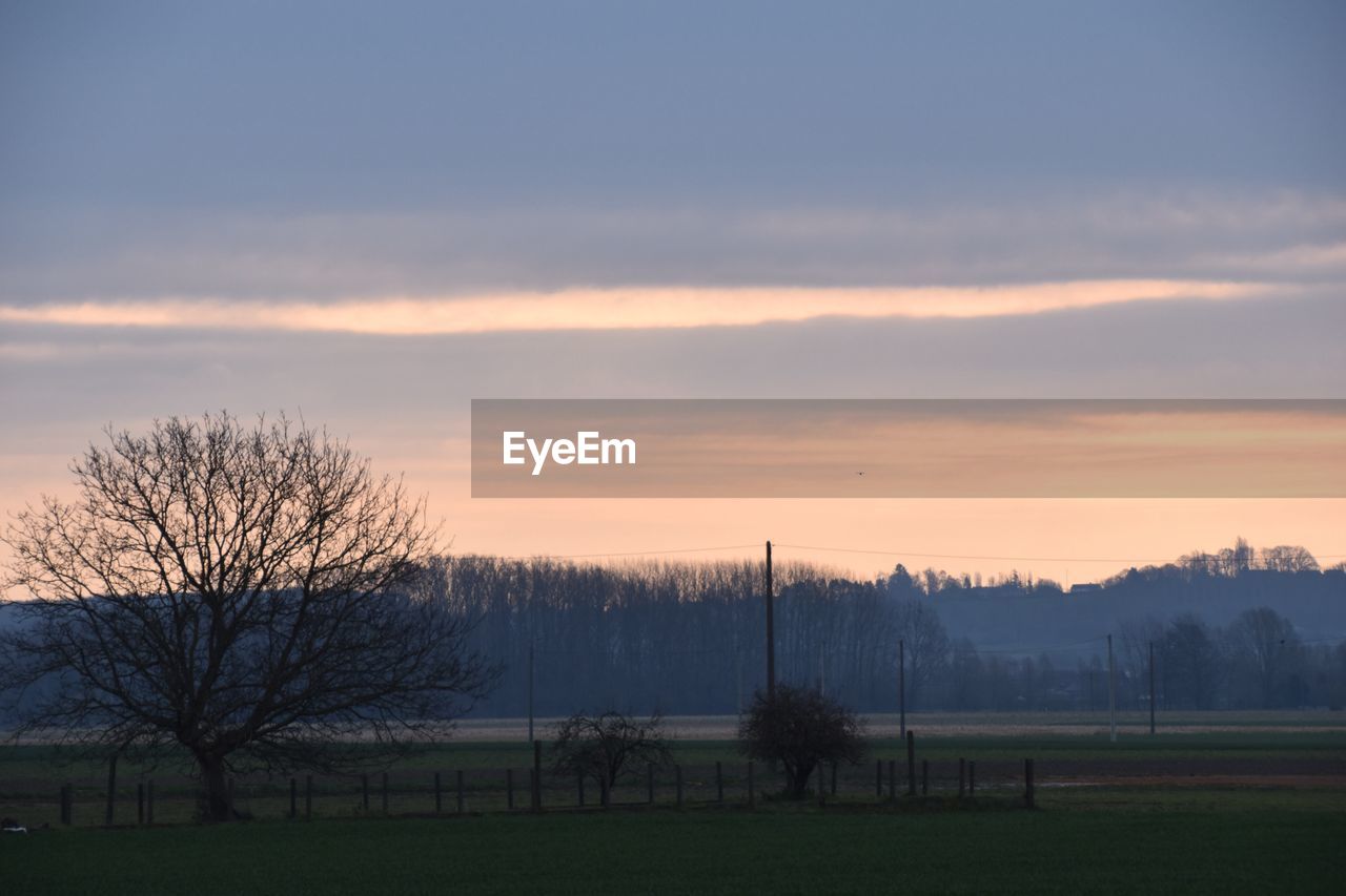 SILHOUETTE OF TREES ON LANDSCAPE