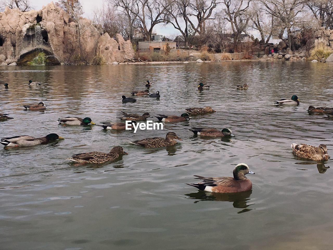 DUCKS IN LAKE