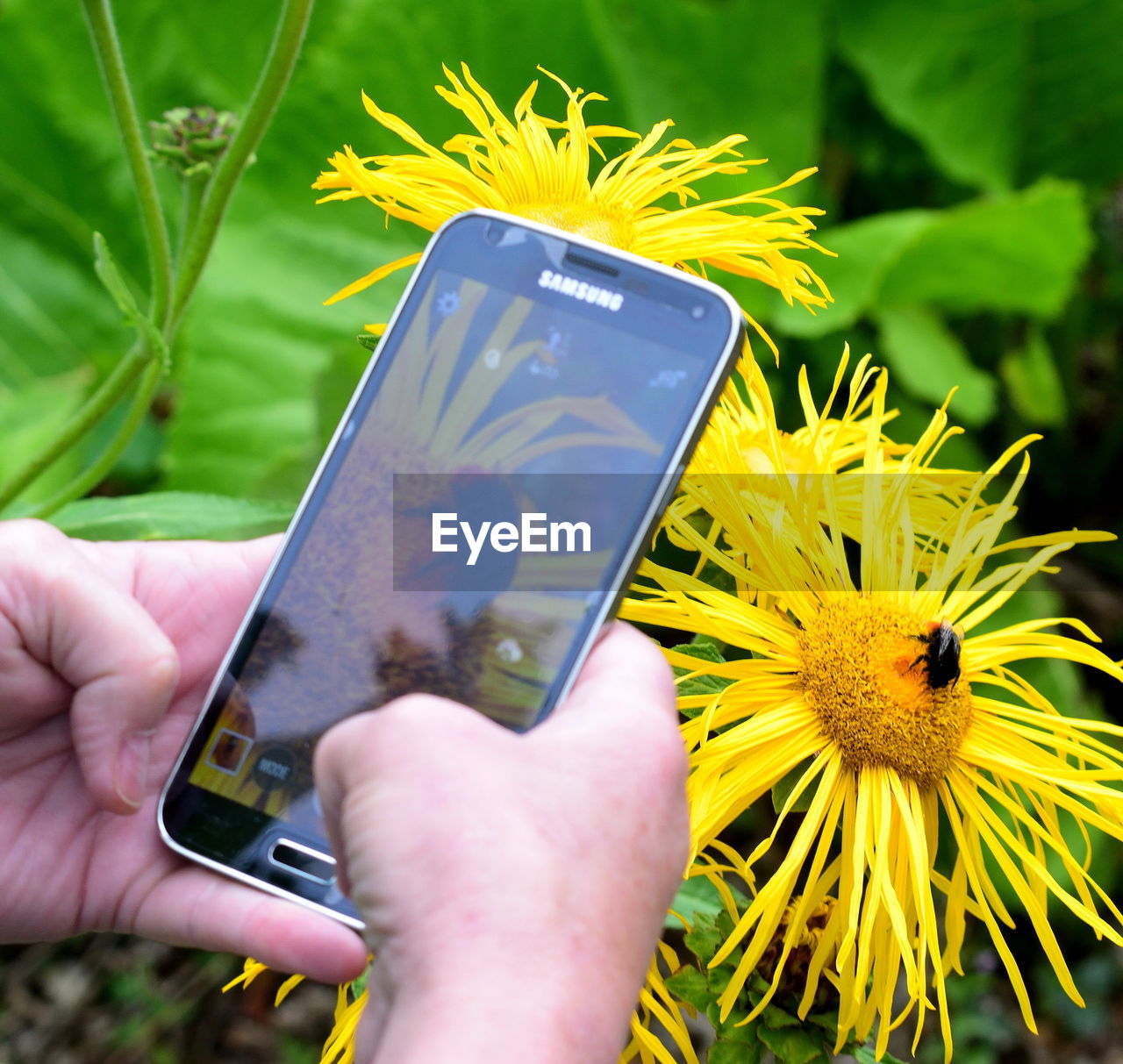 CLOSE-UP OF HAND HOLDING SMART PHONE WITH YELLOW FLOWERS