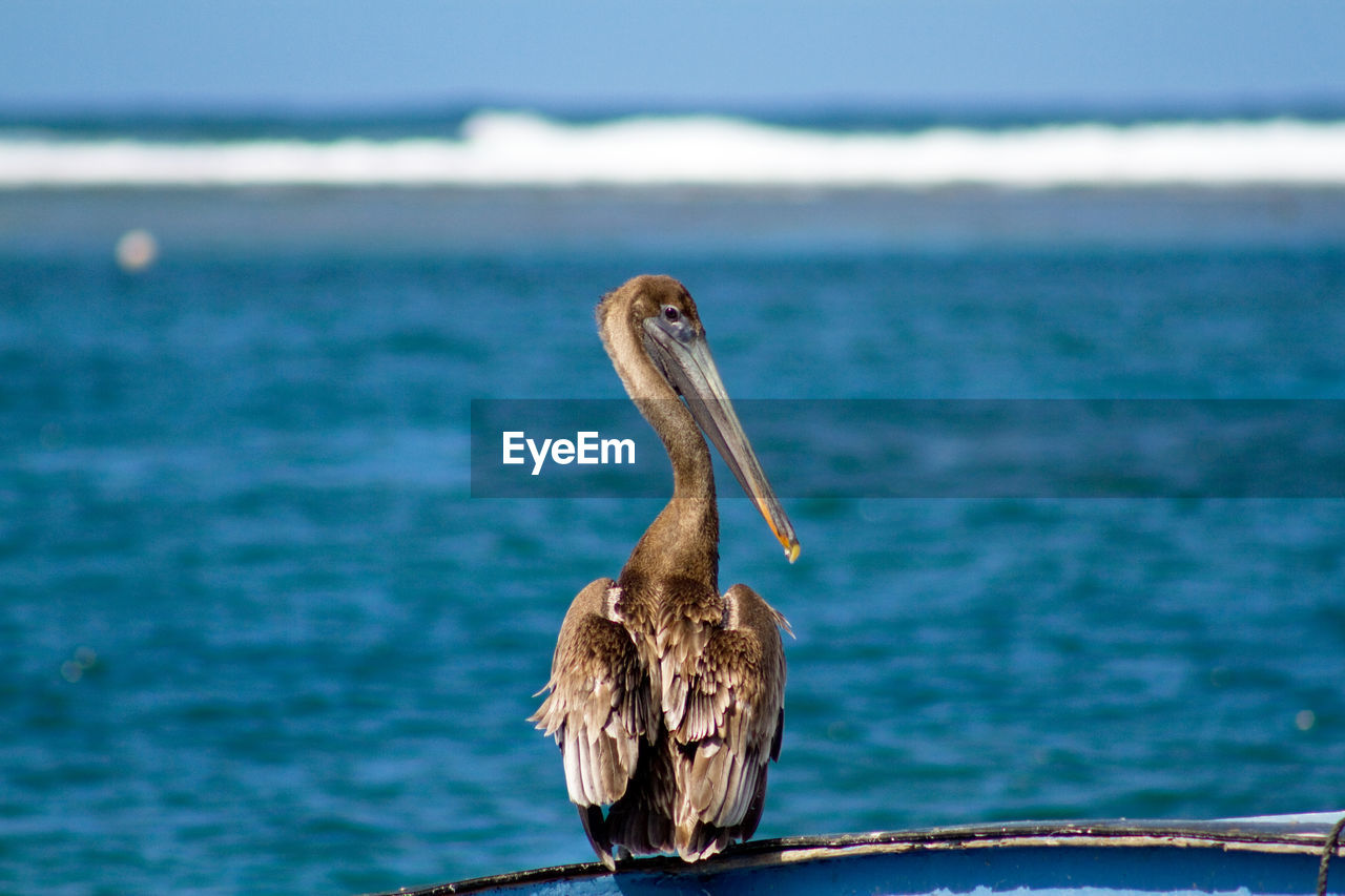 Perching brown pelican bird looking out to sea