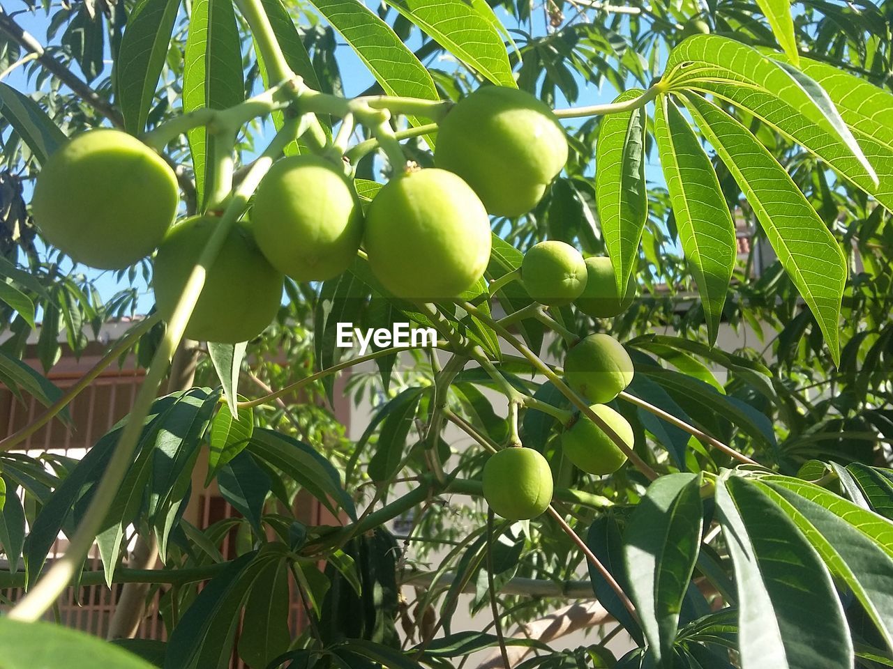 LOW ANGLE VIEW OF FRUITS GROWING ON TREE